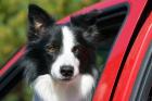 Purebred Border Collie dog, red truck window