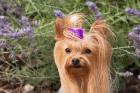 Purebred Yorkshire Terrier dog, purple bow