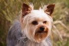 Purebred Yorkshire Terrier Dog