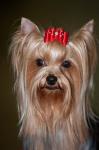 Show Yorkshire Terrier Dog with red bow