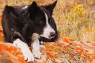 Purebred Border Collie dog on moss rock