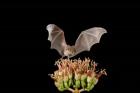 Lesser Long-nosed Bat, Tuscon, Arizona
