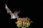 Mexican Long-tongued Bat, Agave Blossom, Arizona