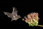 Mexican Long-tongued Bat