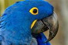 Blue Hyacinth Macaw, Anodorhynchus Hyacinthinus