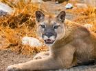 Mountain Lion, Cougar, Puma Concolor