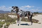 A Great Dane standing in sand at the Ventura Beach, California