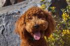 Labradoodle In A Desert Garden