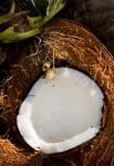 Fiji, Vanua Levu, Savusavu, Split coconut