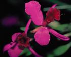 Magenta Orchid, Fiji