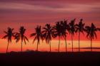 Palm Trees and Sunset, Queens Road, Fiji