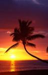 Sunset and Palm Trees, Coral Coast, Viti Levu, Fiji