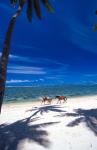 Palm Trees and Horses, Tambua Sands, Coral Coast, Fiji