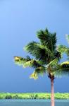 Palm Tree, Denarau Island, Fiji