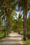 Avenue of Palms, Musket Cove Island Resort, Malolo Lailai Island, Mamanuca Islands, Fiji