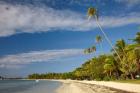 Beach and palm trees, Plantation Island Resort, Fiji