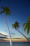 Palm trees at Plantation Island Resort, Fiji