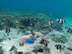 Tropical Fish, Malolo Lailai Island, Fiji