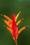 False Bird-Of-Paradise Flower (Heliconia psittacorum), Nadi, Viti Levu, Fiji