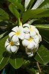 Frangipani flowers (Plumeria), Nadi, Viti Levu, Fiji