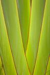 Palm frond pattern, Coral Coast, Viti Levu, Fiji