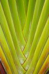 Palm frond pattern, Coral Coast,  Fiji