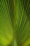 Palm frond, Nadi, Viti Levu, Fiji
