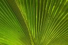 Palm frond, Fiji