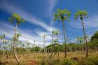 Pawpaw (papaya) plantation,  Fiji