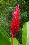 Red Ginger Flower (Alpinia purpurata), Fiji