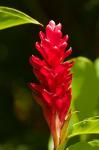 Red Ginger Flower (Alpinia purpurata), Nadi, Viti Levu, Fiji