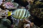 Sailfin tang fish, Kula Eco Park, Viti Levu, Fiji