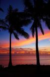 Sunset and palm trees, Coral Coast, Viti Levu, Fiji