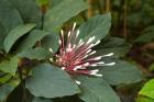 Tropical flower, Coral Coast, Viti Levu, Fiji
