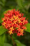 Tropical flower, Fiji