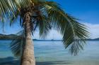Palm tree over clear waters around Nanuya Lailai Island, Blue Lagoon, Yasawa, Fiji, South Pacific