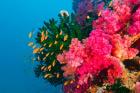 Multicolor Soft Corals, Coral Reef, Bligh Water Area, Viti Levu, Fiji Islands