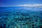 Fiji Islands, Tavarua, coral reef