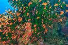 Schooling Fairy Basslet fish, Viti Levu, Fiji