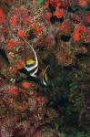 Bannerfish, Viti Levu, Fiji