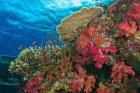 Fairy Basslet fish, Fiji