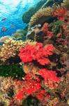 Fairy Basslet fish and Red Coral, Viti Levu, Fiji