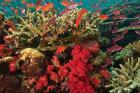 Fairy Basslet fish Swimming near Coral, Fiji