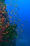 Shoal of Fairy Basslet fish, Viti Levu, Fiji