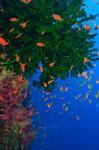 Fairy Basslet fish and Green Coral, Viti Levu, Fiji