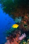Yellow Damsel, Gorgonian sea fan, Fish, Fiji
