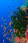 Coral and Fairy Basslet fish, Viti Levu, Fiji