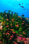 Fairy Basslet fish in Clear Blue Waters, Viti Levu, Fiji