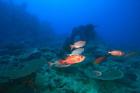 Bigeye Fish near Beqa Island, Viti Levu, Fiji