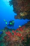 Diver, Coral-lined Arc, Beqa Island, Fiji